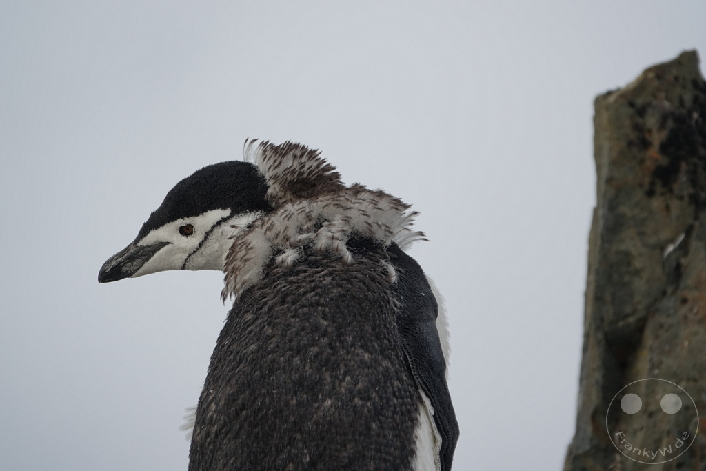 Antarktis - Half Moon Island