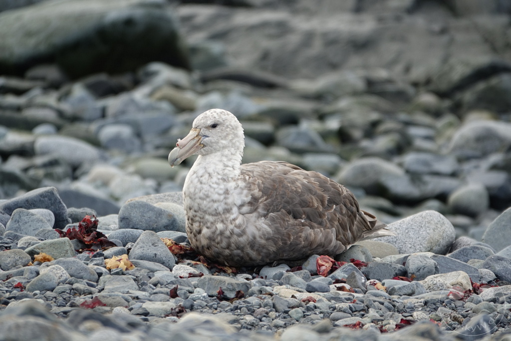 Antarktis - Half Moon Island