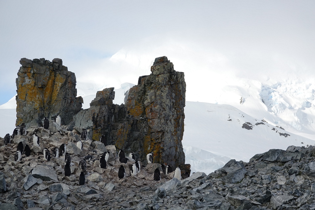 Antarktis - Half Moon Island