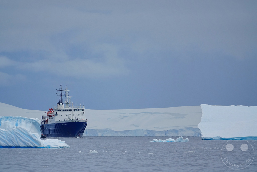 Antarktis - Cuverville Island