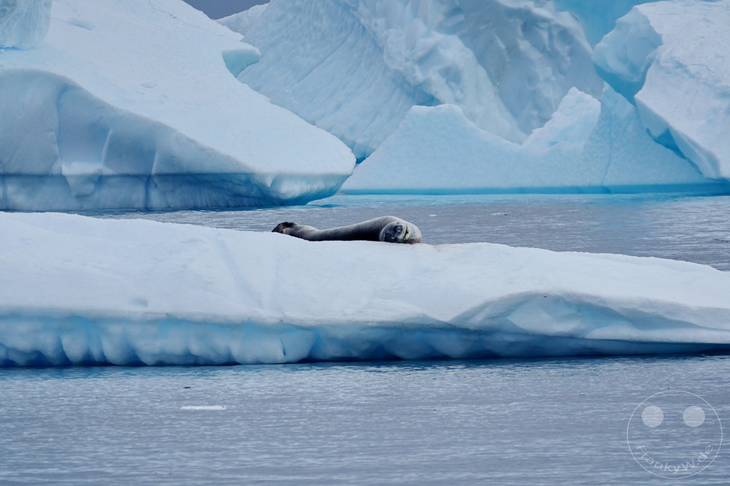 Antarktis - Cuverville Island