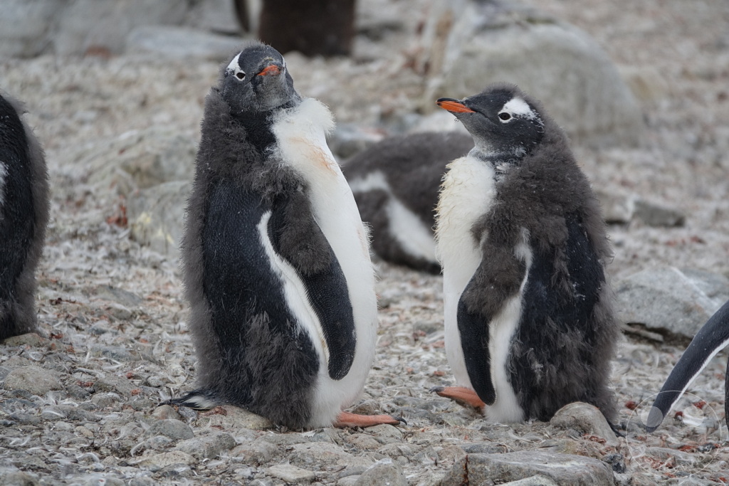 Antarktis - Cuverville Island