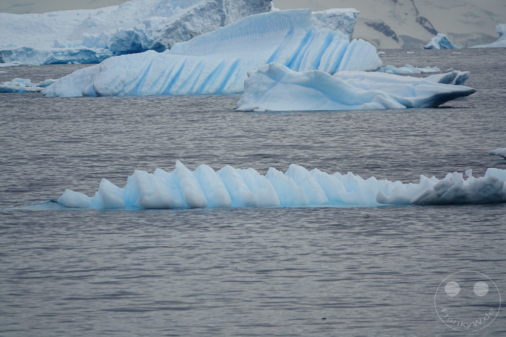 Antarktis - Cuverville Island