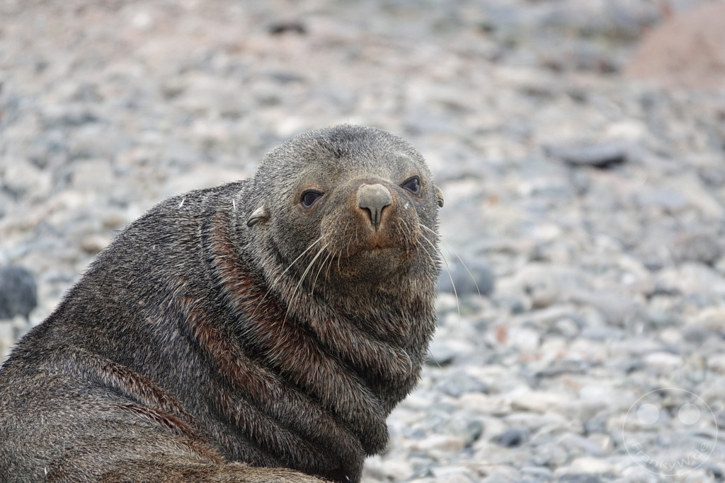 Antarktis - Cuverville Island