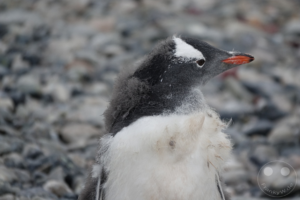 Antarktis - Cuverville Island