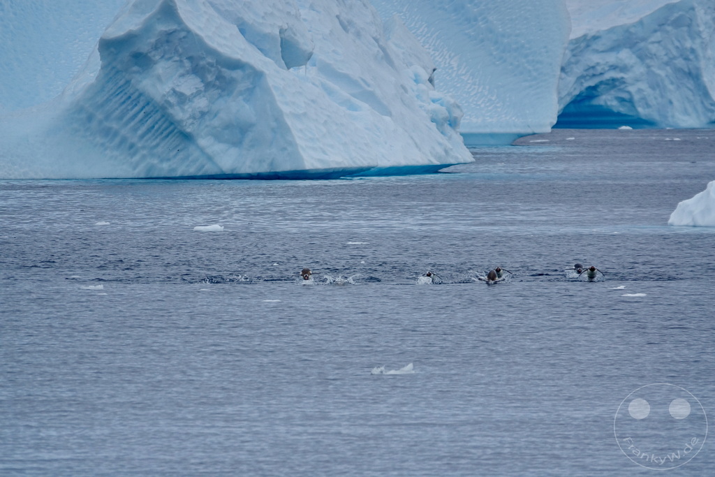 Antarktis - Cuverville Island