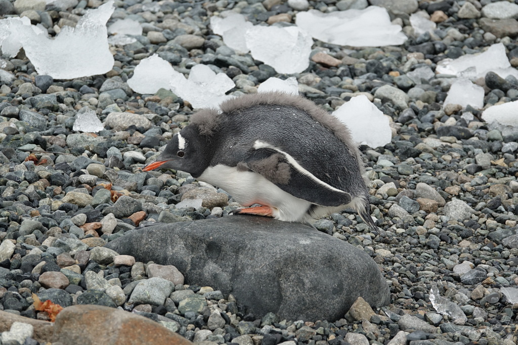 Antarktis - Cuverville Island