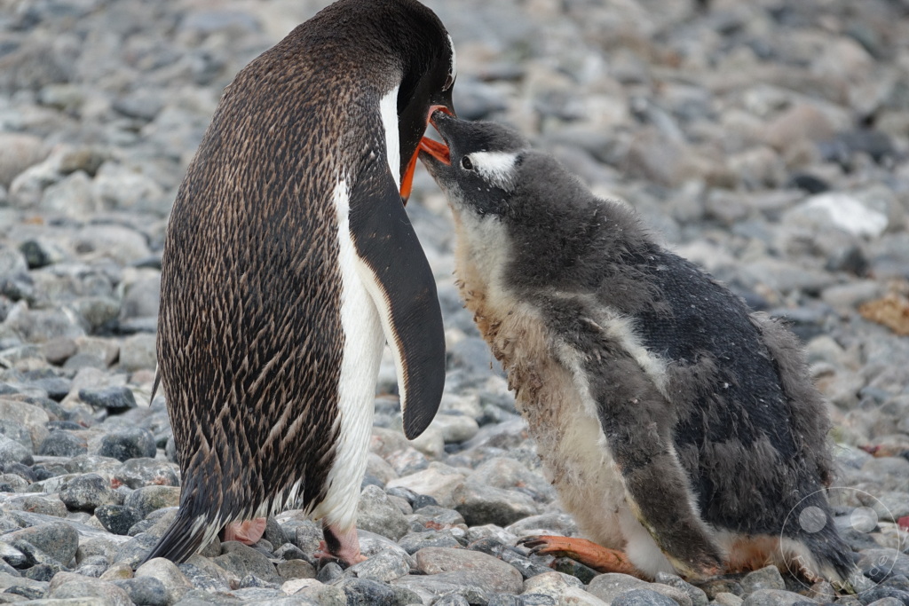 Antarktis - Cuverville Island