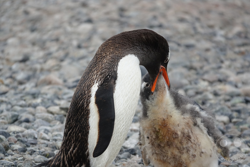 Antarktis - Cuverville Island