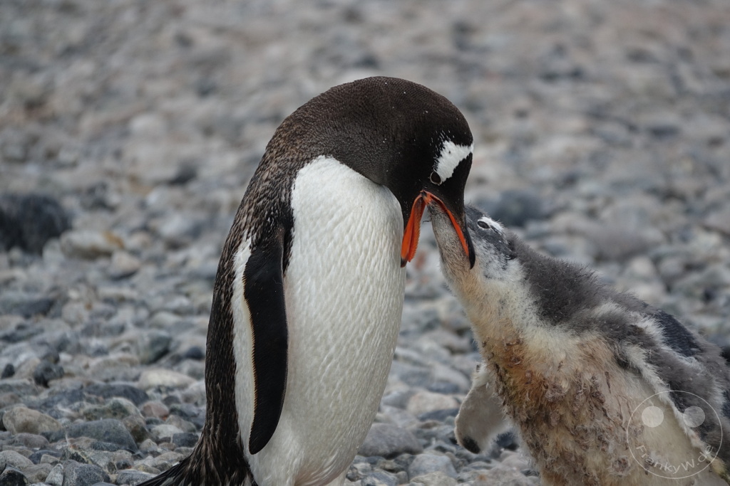 Antarktis - Cuverville Island