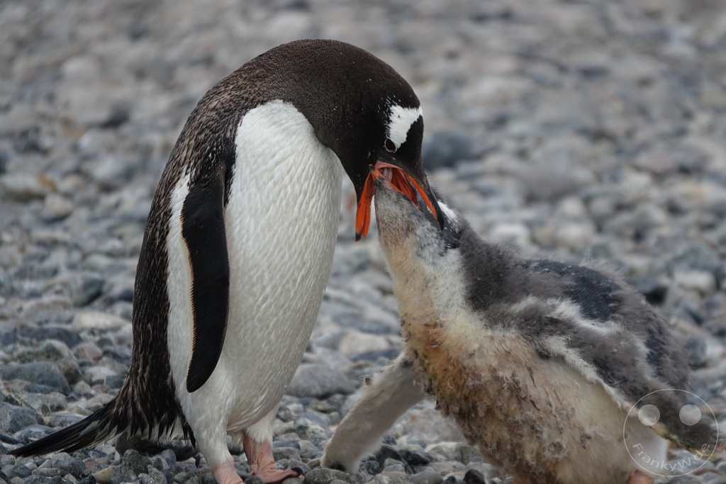 Antarktis - Cuverville Island