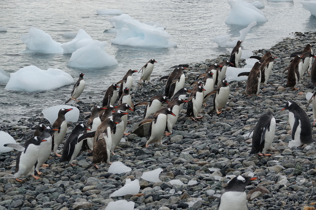 Antarktis - Cuverville Island