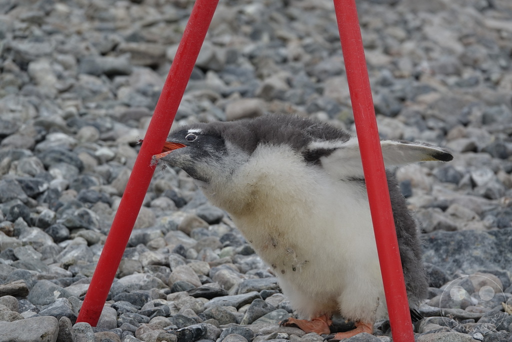 Antarktis - Cuverville Island