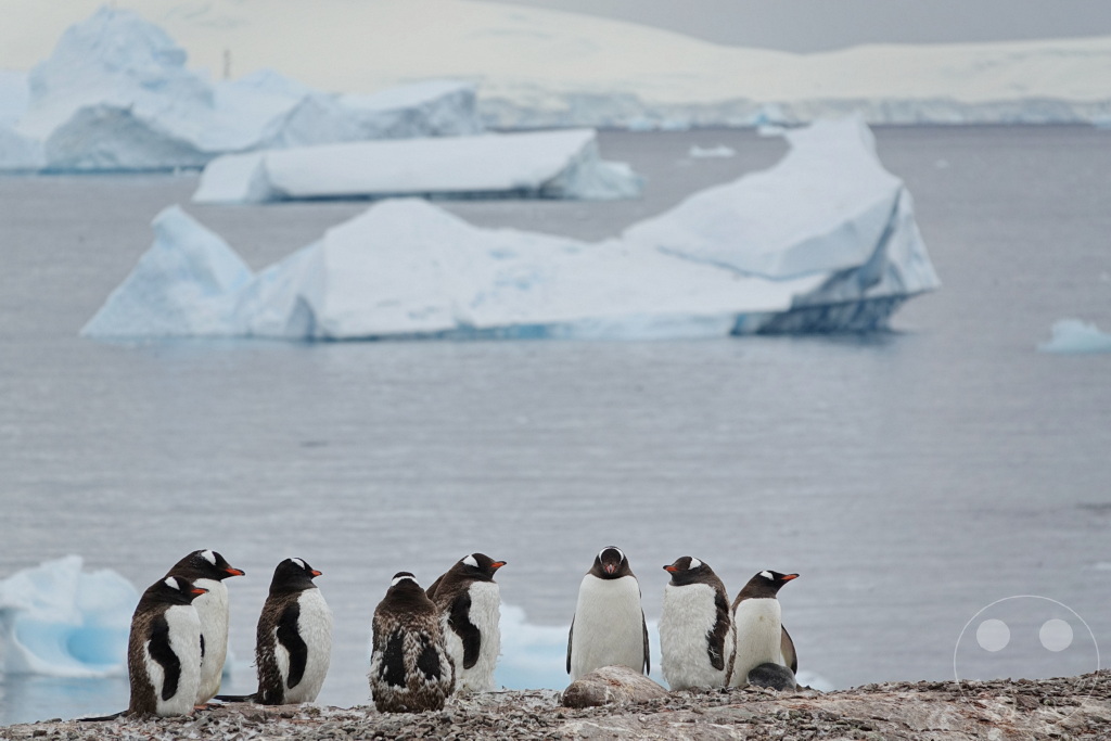 Antarktis - Cuverville Island