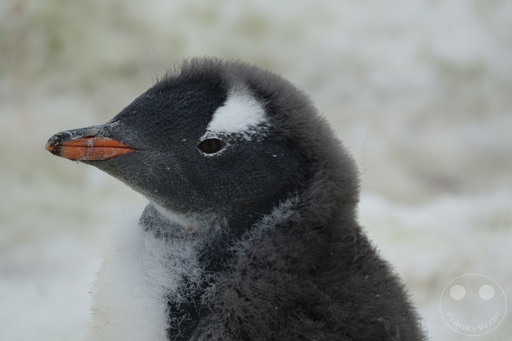 Antarktis - Cuverville Island