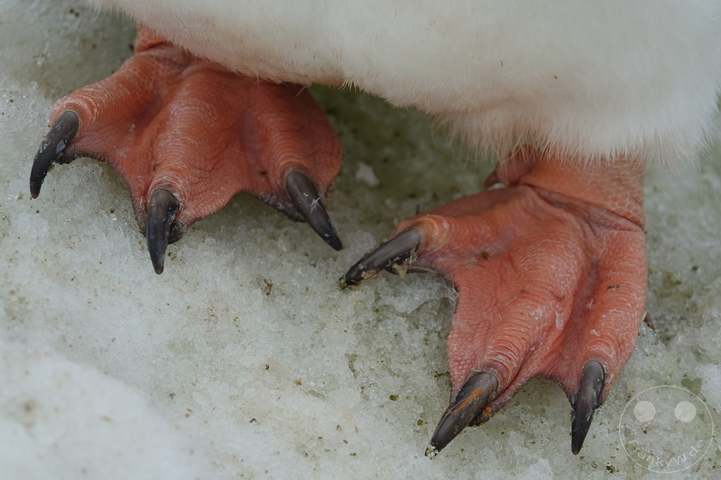 Antarktis - Cuverville Island