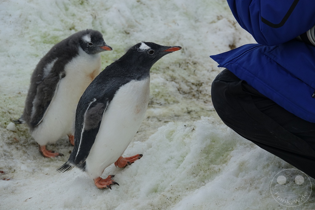 Antarktis - Cuverville Island
