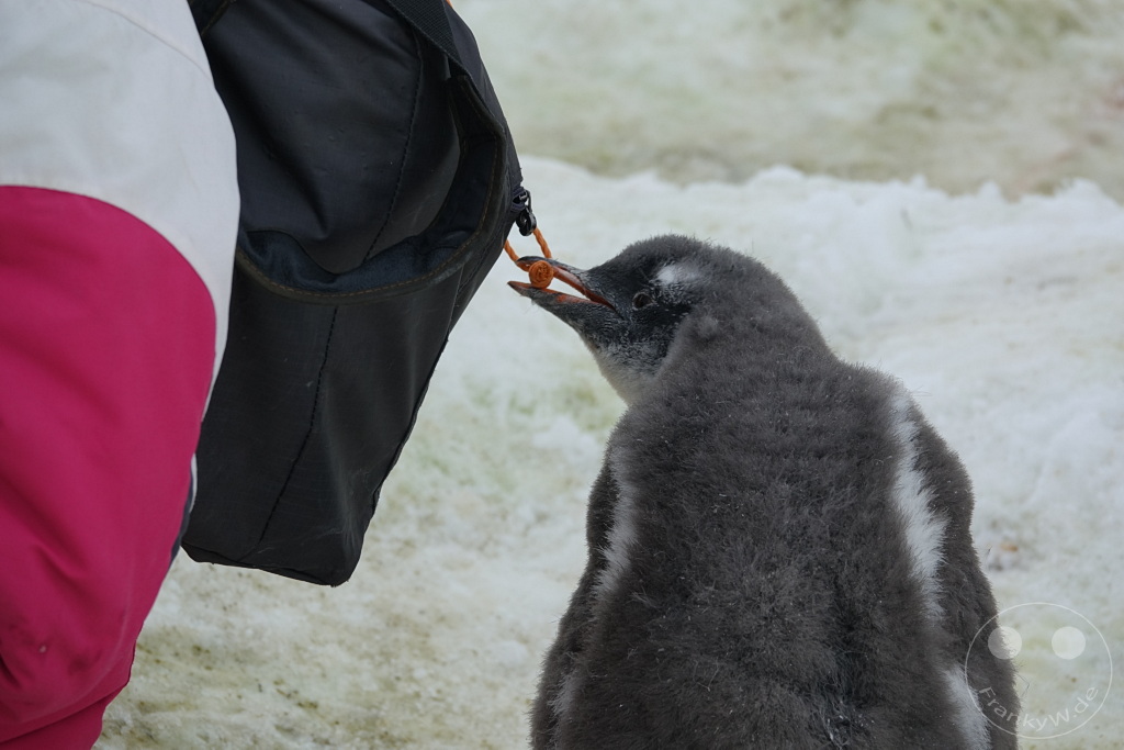 Antarktis - Cuverville Island