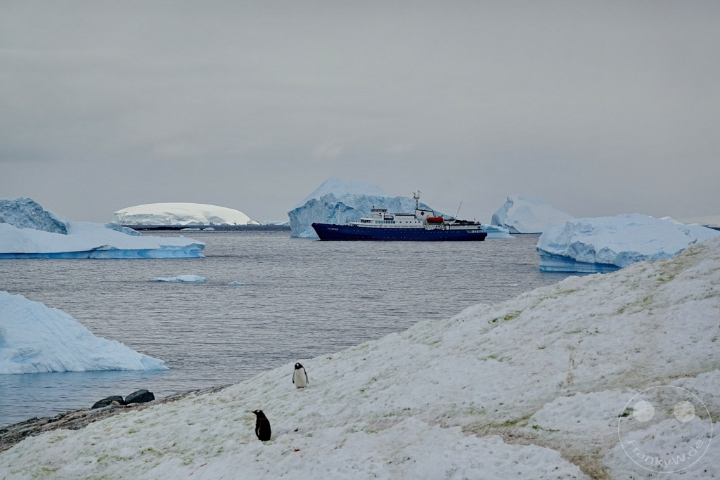 Antarktis - Cuverville Island