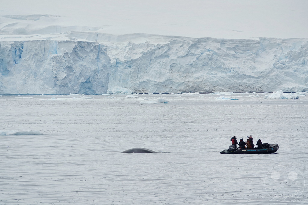 Antarktis - Cuverville Island