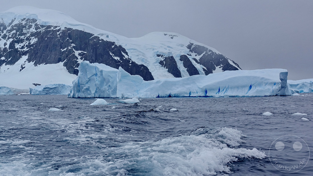 Antarktis - Cuverville Island