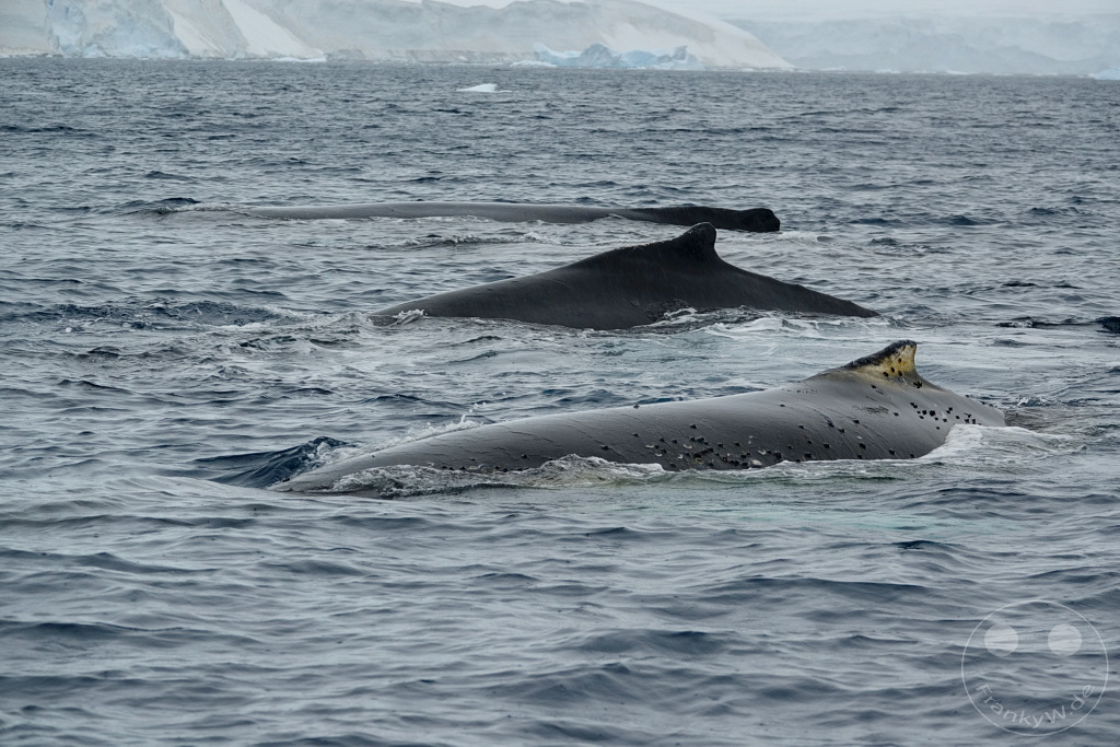Antarktis - Cuverville Island