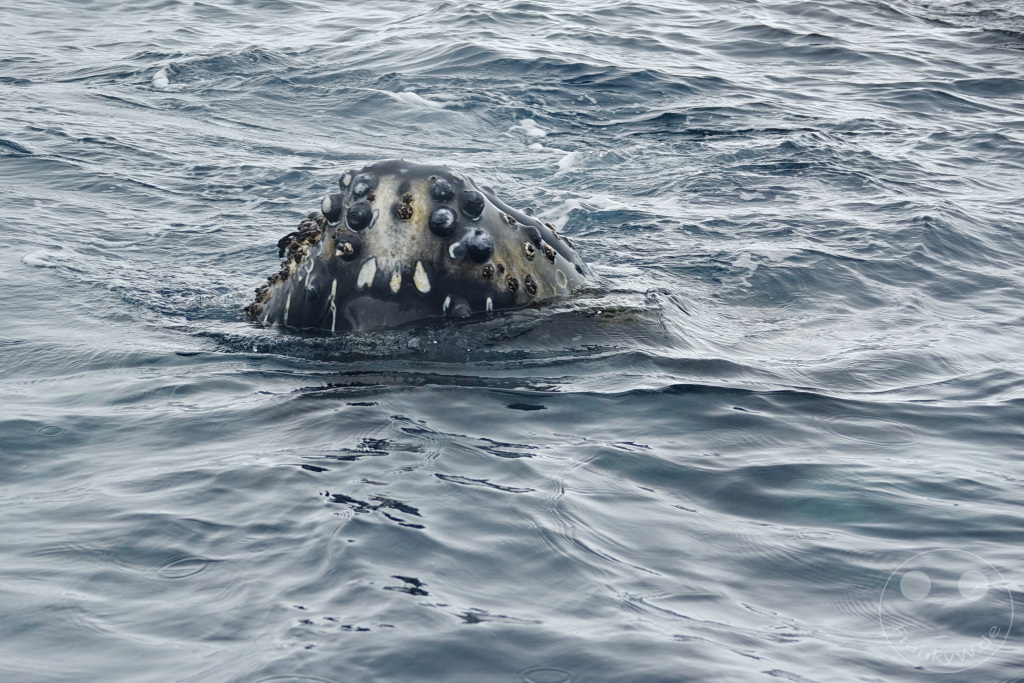 Antarktis - Cuverville Island