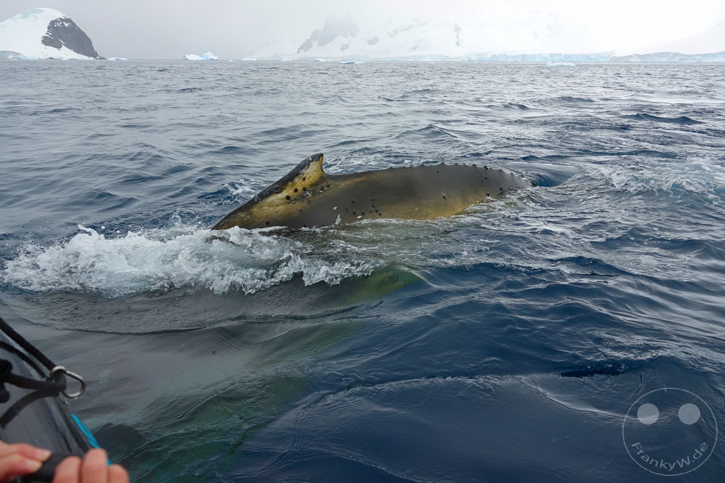 Antarktis - Cuverville Island