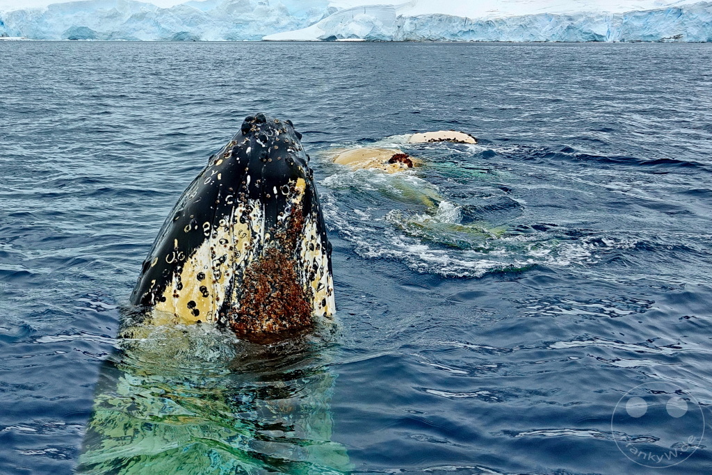 Antarktis - Cuverville Island