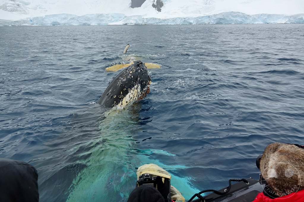 Antarktis - Cuverville Island