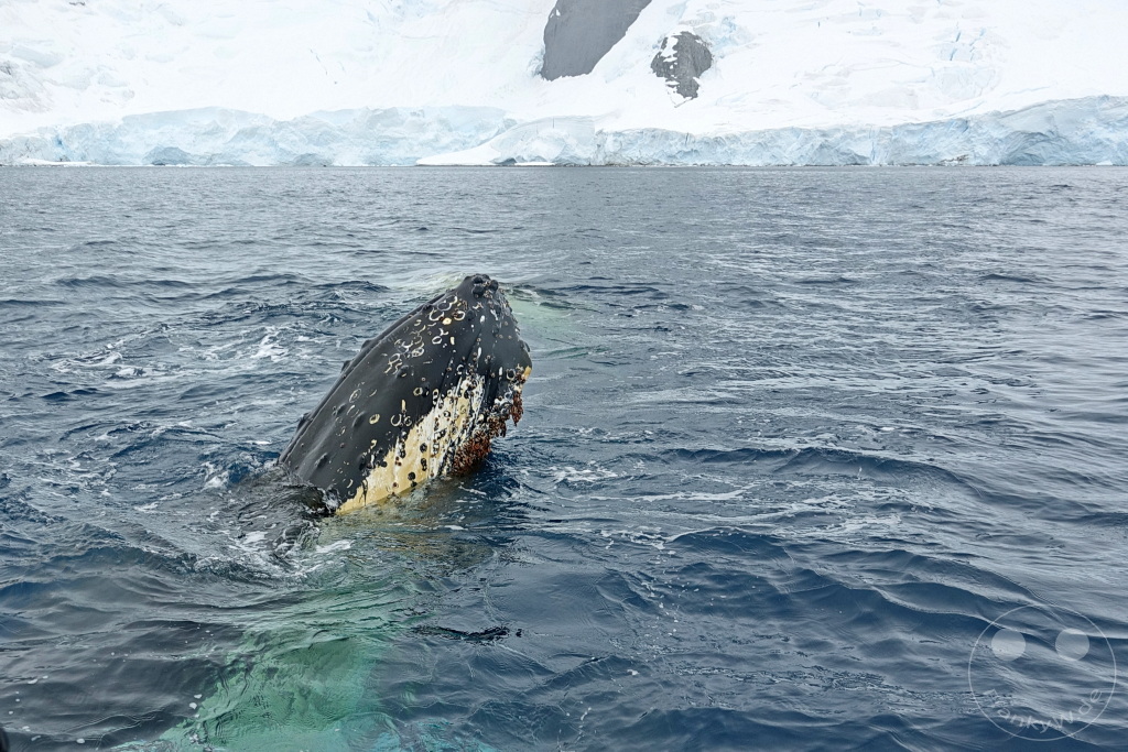 Antarktis - Cuverville Island