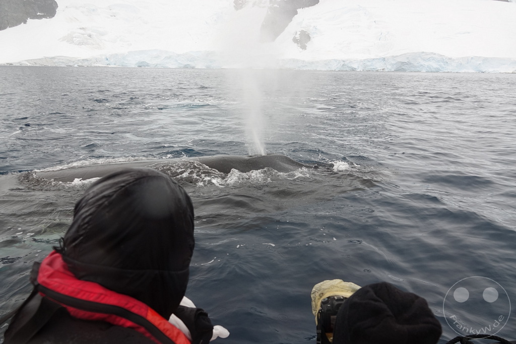 Antarktis - Cuverville Island