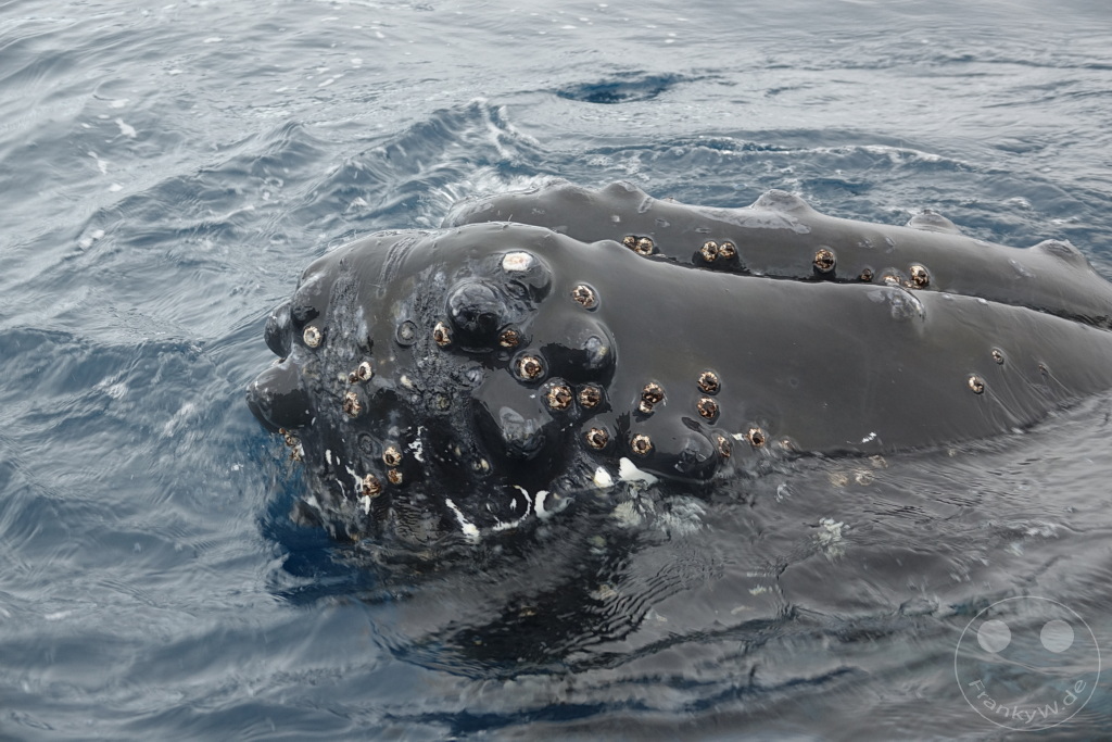 Antarktis - Cuverville Island