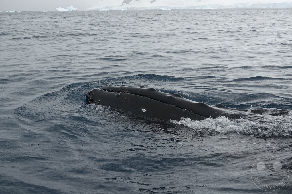 Antarktis - Cuverville Island