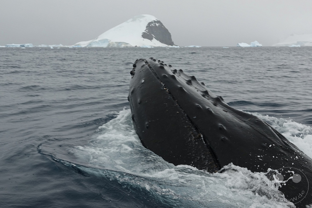 Antarktis - Cuverville Island