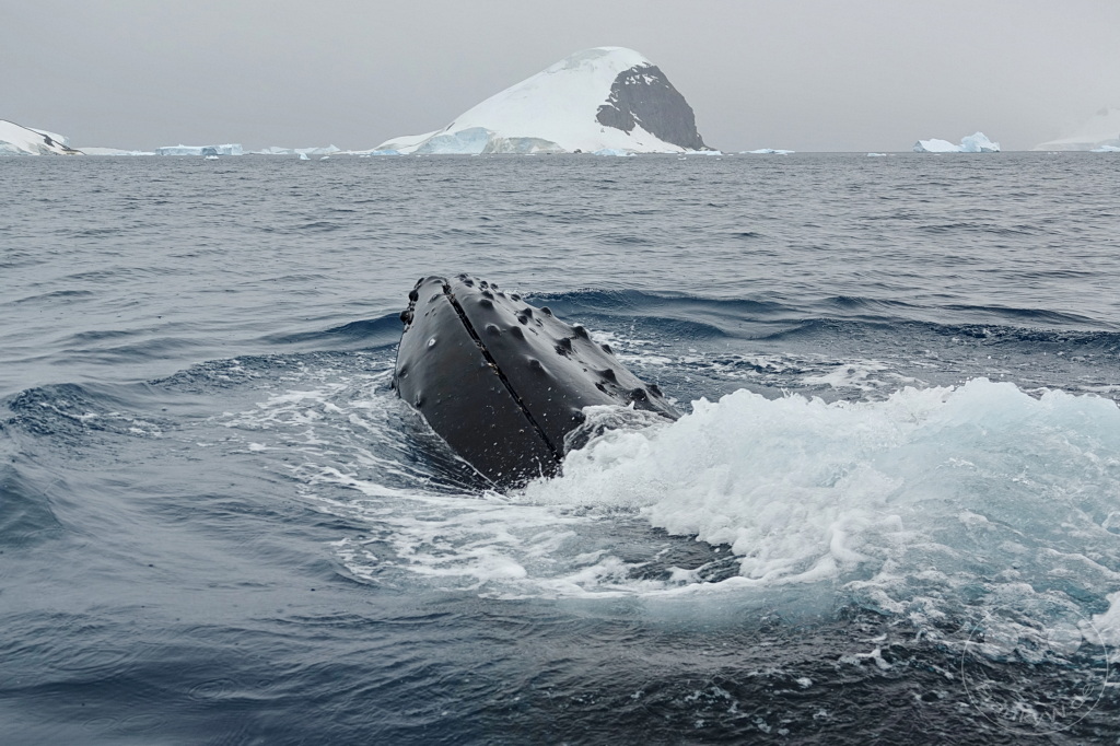 Antarktis - Cuverville Island