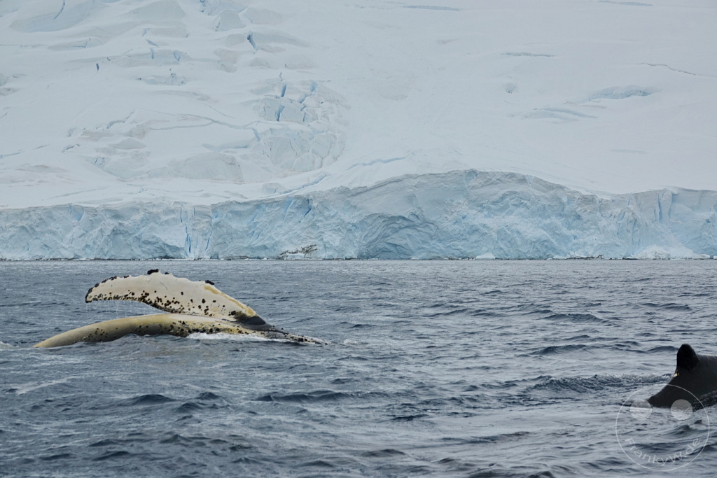 Antarktis - Cuverville Island