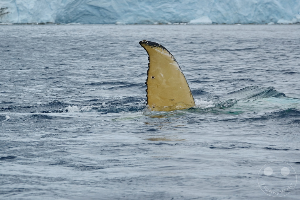 Antarktis - Cuverville Island