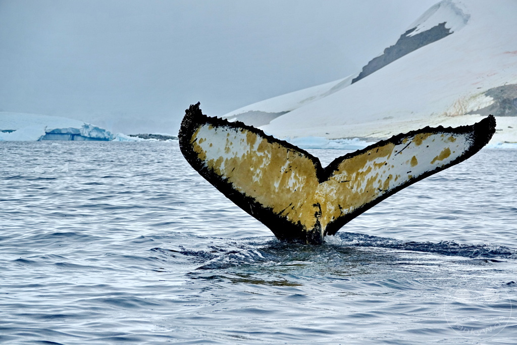 Antarktis - Cuverville Island