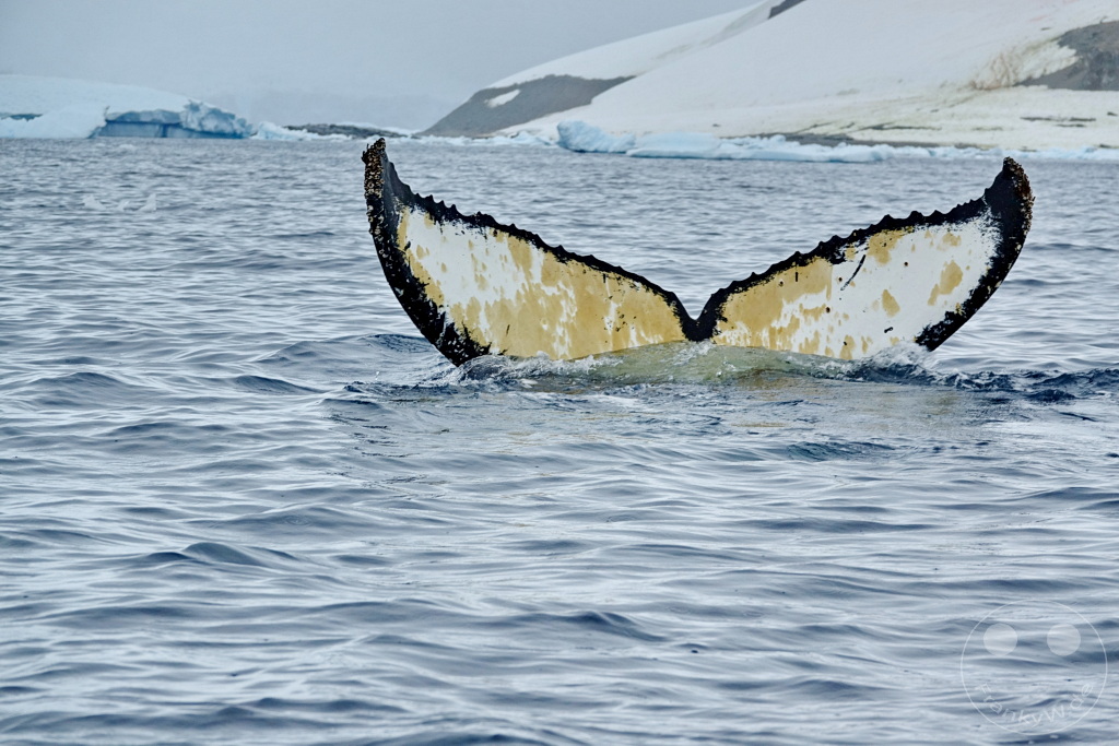 Antarktis - Cuverville Island