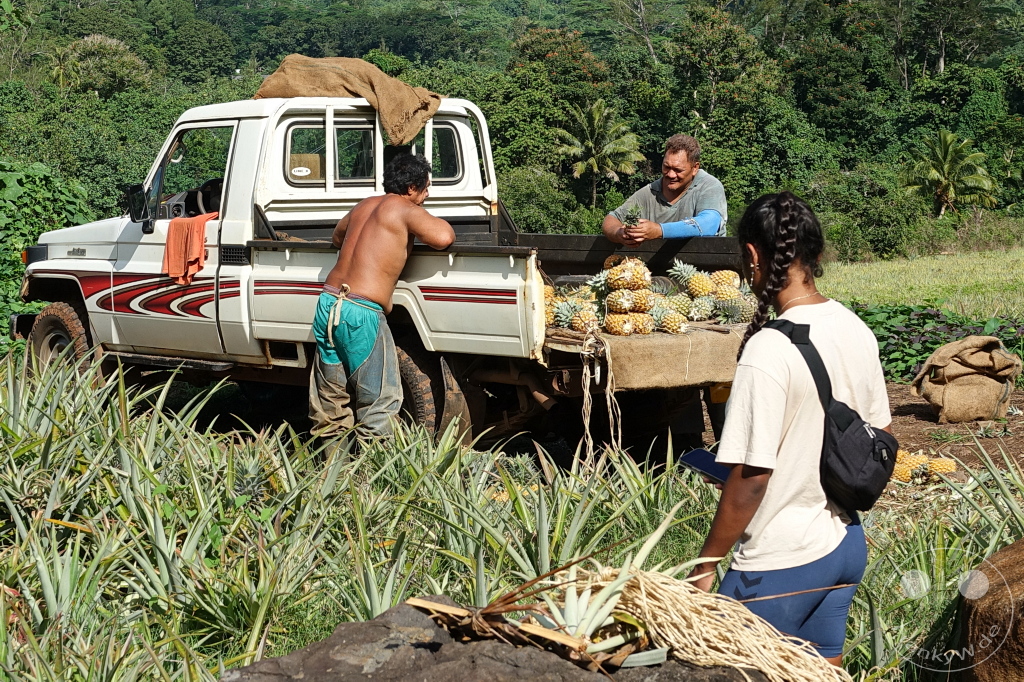French Polynesia - Moorea - Pineapple