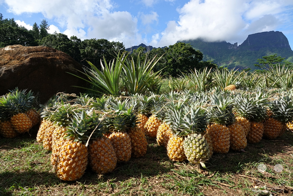 French Polynesia - Moorea - Pineapple