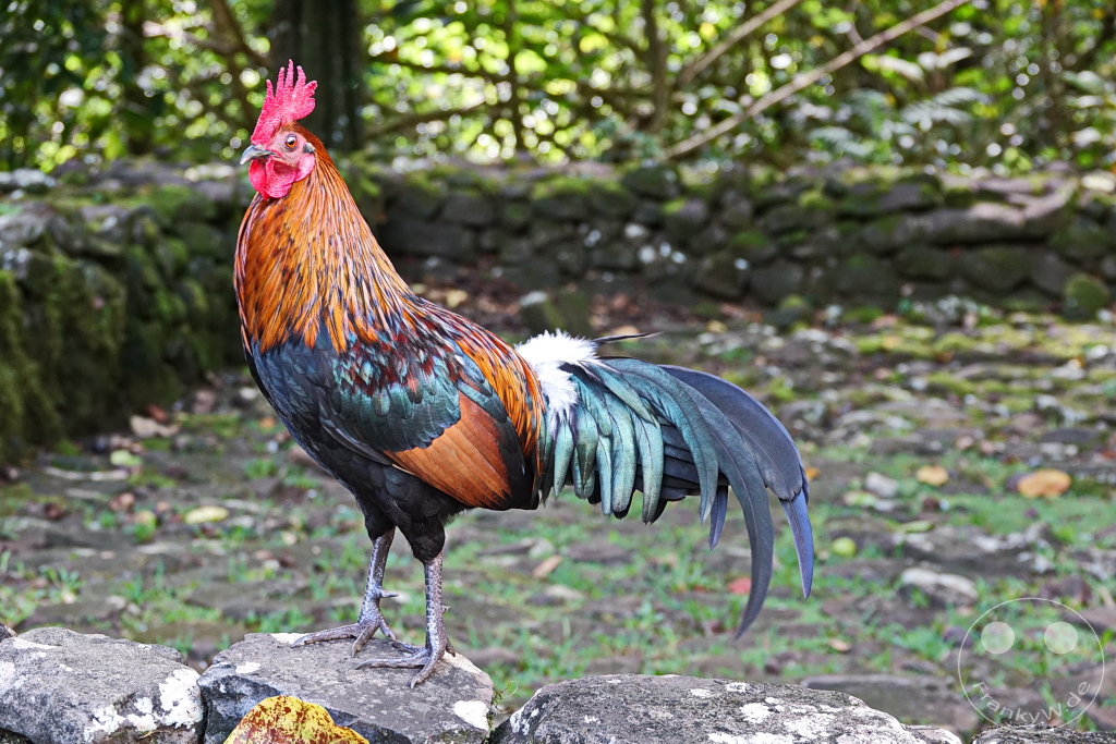 French Polynesia - Moorea - cock