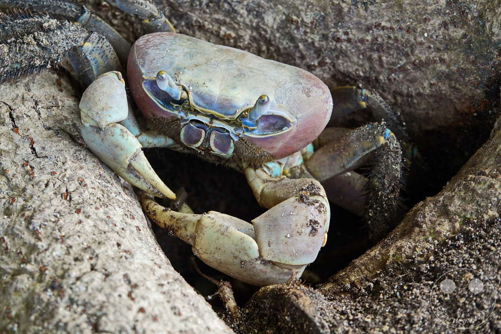 French Polynesia - Raiatea - Marae Taputapuatea - crab