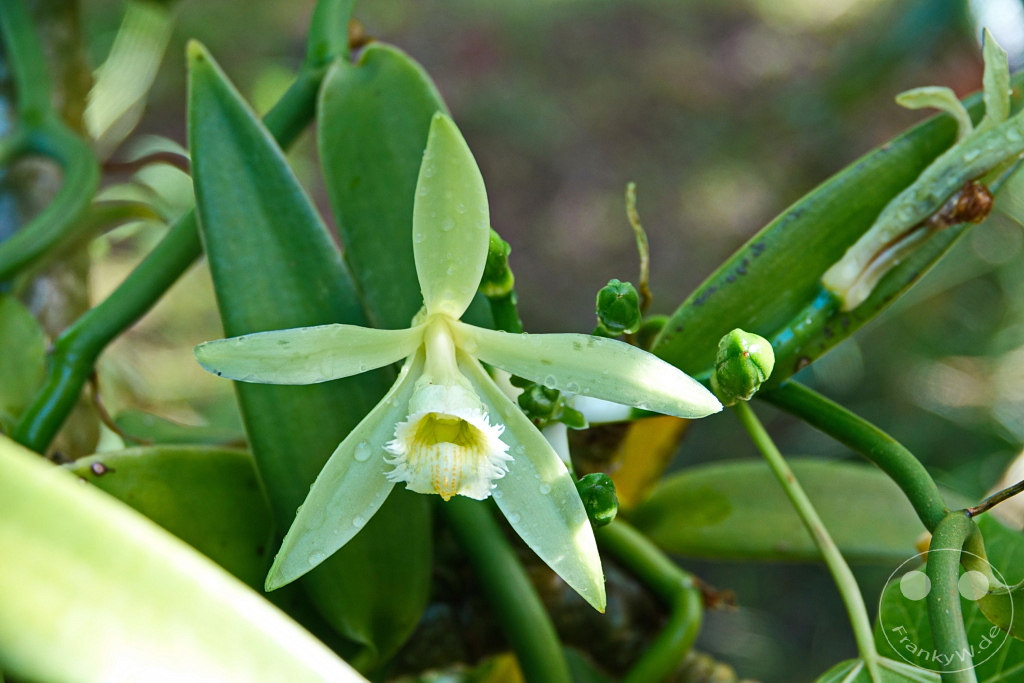French Polynesia - Tahaa - Vanira - Vanille de Tahaa