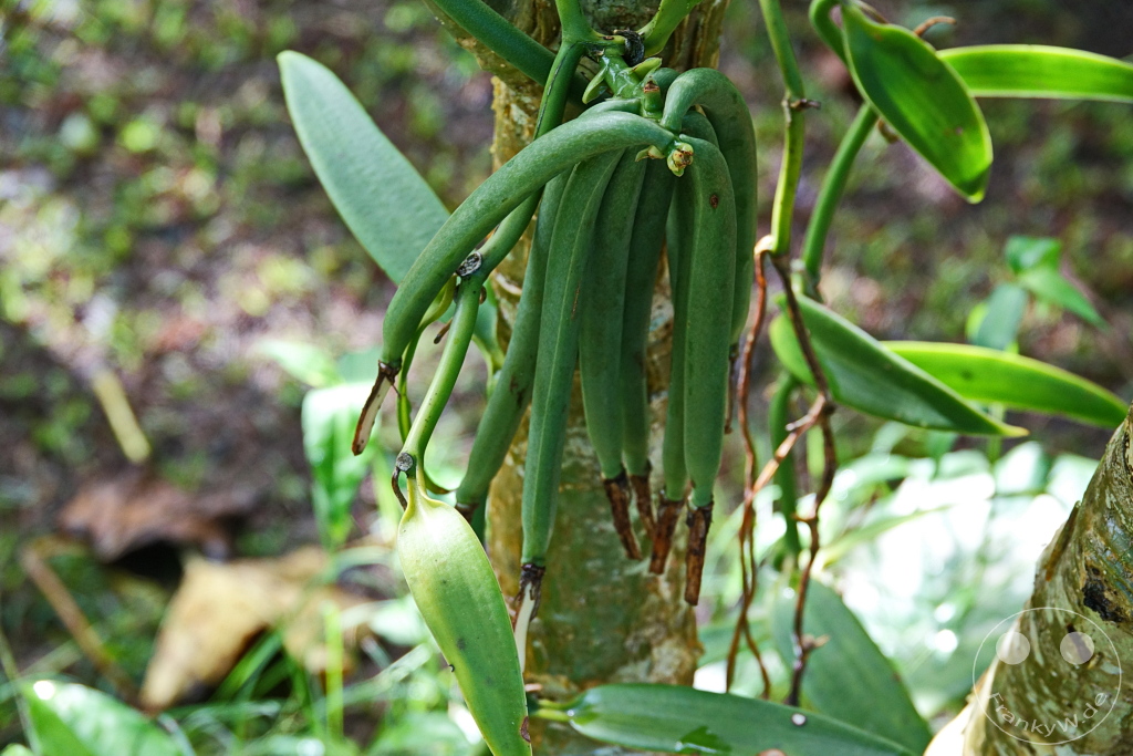 French Polynesia - Tahaa - Vanira - Vanille de Tahaa