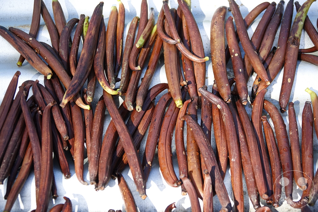 French Polynesia - Tahaa - Vanira - Vanille de Tahaa