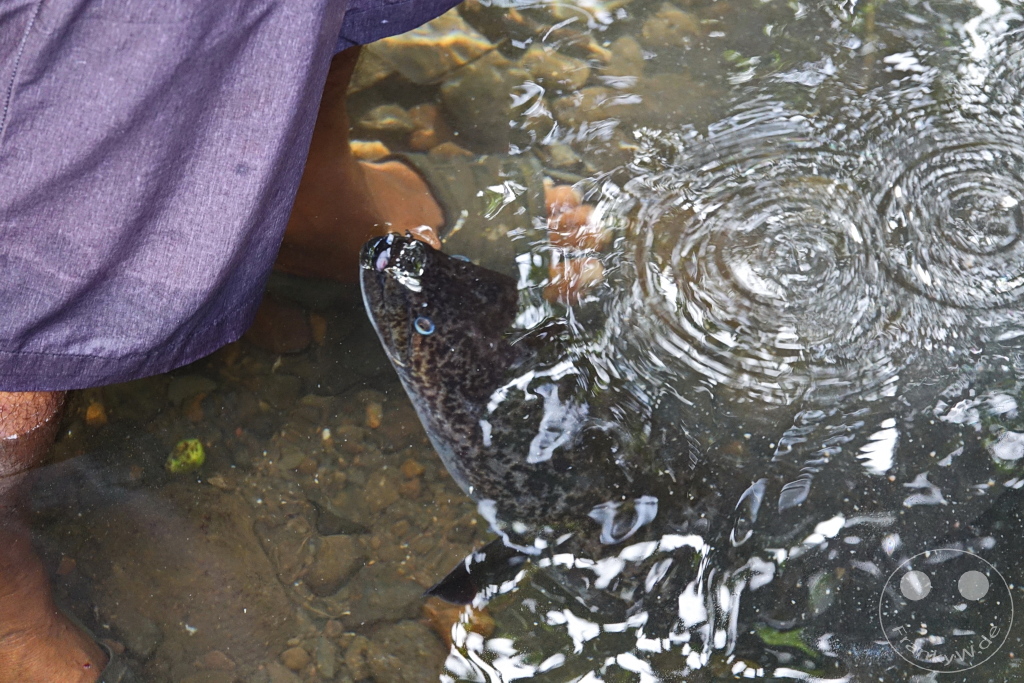 French Polynesia - Huahine - Sacred Blue Eyes Eels