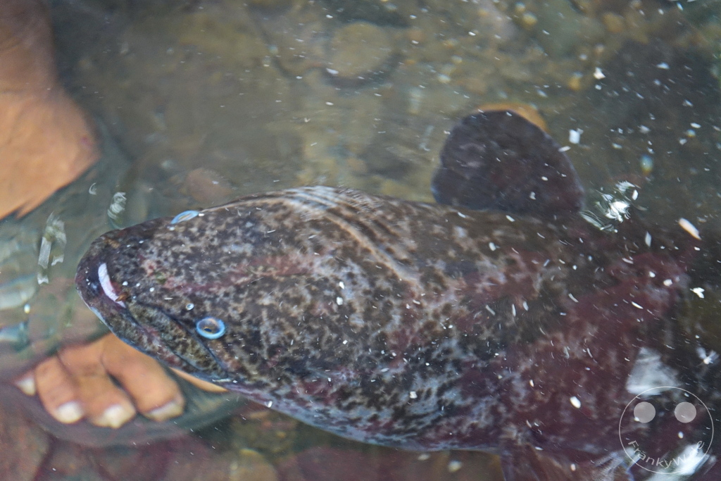 French Polynesia - Huahine - Sacred Blue Eyes Eels