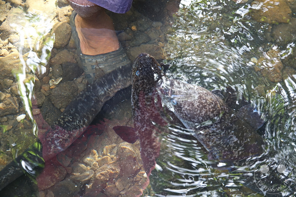 French Polynesia - Huahine - Sacred Blue Eyes Eels